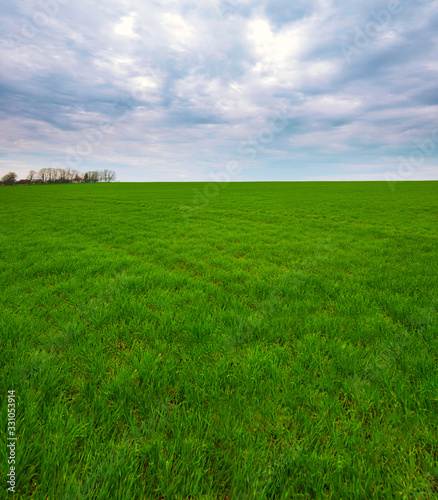 Spring landscape of green field with winter crops and sky with clouds