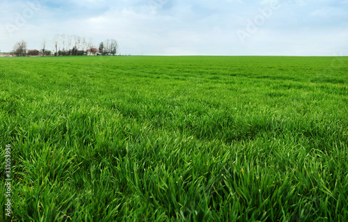 Spring green field with winter crops close up