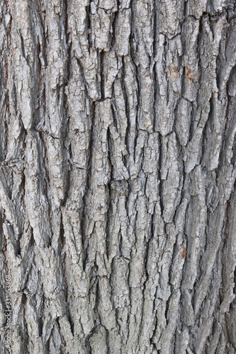 tree bark 