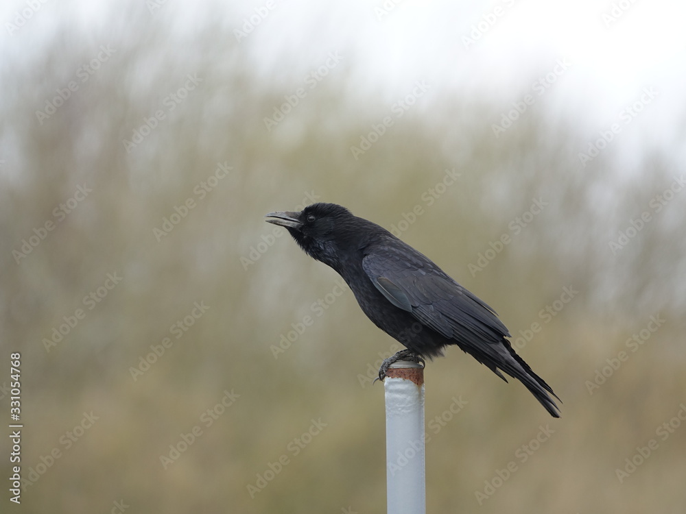 Fototapeta premium carrion crow (Corvus corone)