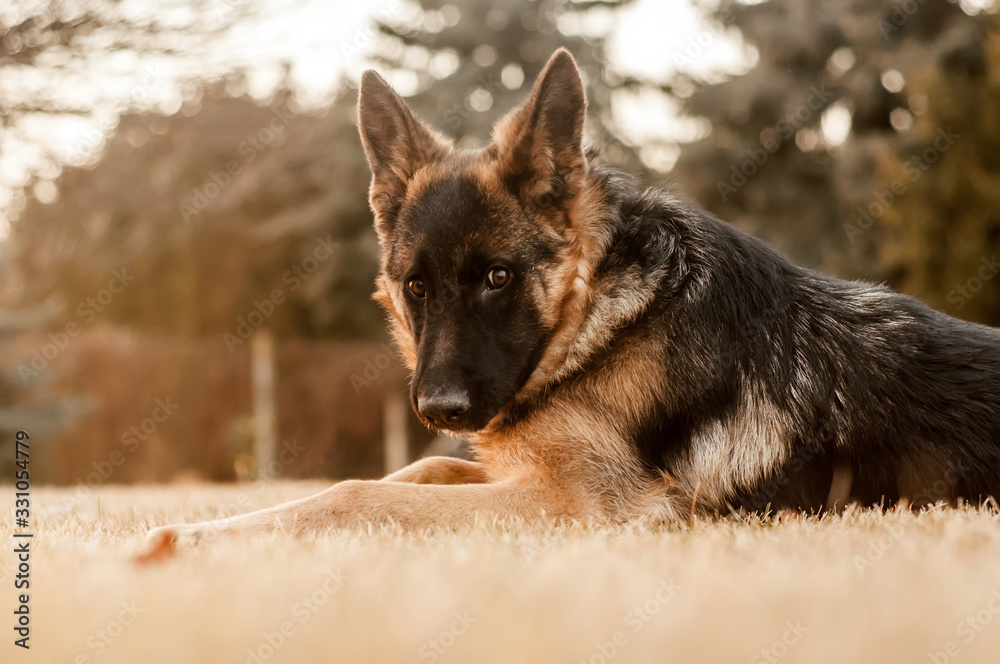 A junior german shepherd dog resting in a backyard