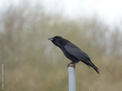 carrion crow (Corvus corone) © sundodger