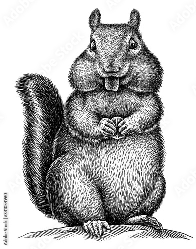 black and white engrave isolated chipmunk illustration photo