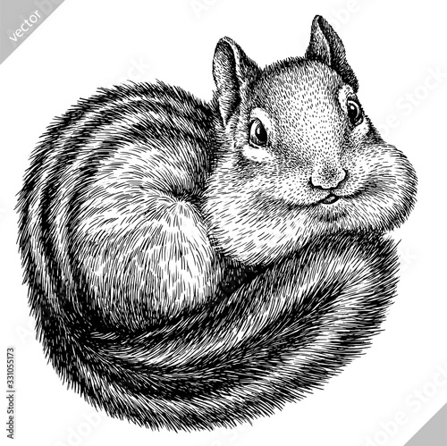 black and white engrave isolated chipmunk vector illustration