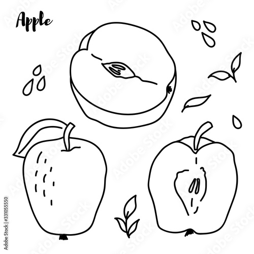 Apple fruit vector illustration. Engraved organic food hand drawn sketch engraving illustration. Black white apple isolated on white background.