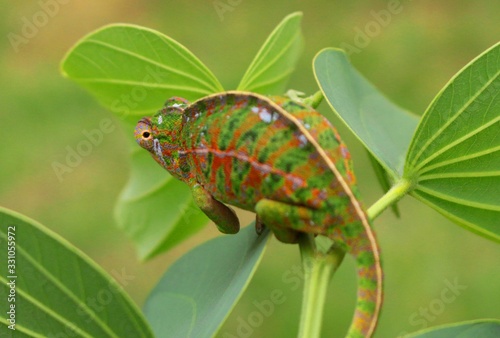beaufitul colourful close up of Jeweled chameleon / Furcifer lateralis in its natural habitat Madagascar