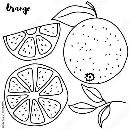 Set of orange line drawn on a white background. Oranges, half an orange. Sketch fruit.