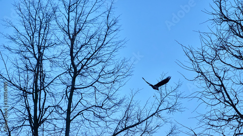 Thrush in flight against blue sky