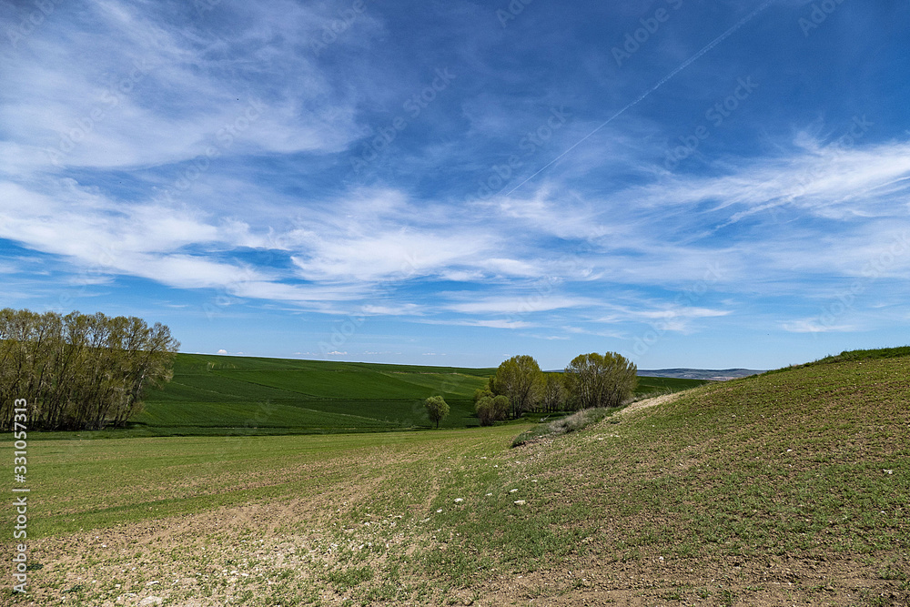 Fototapeta premium landscape in tuscany