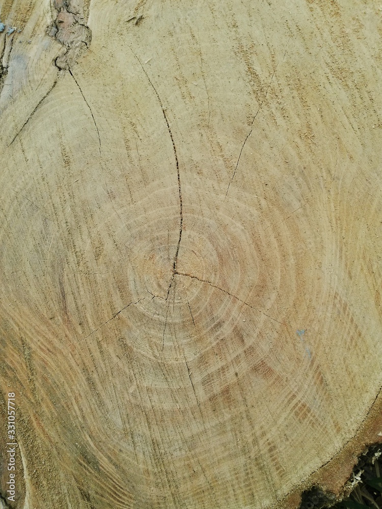 Naklejka premium cut of a tree