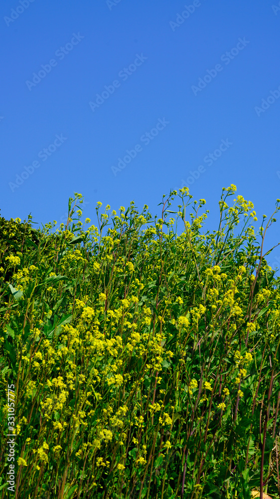 Canola flowers under a blue sky