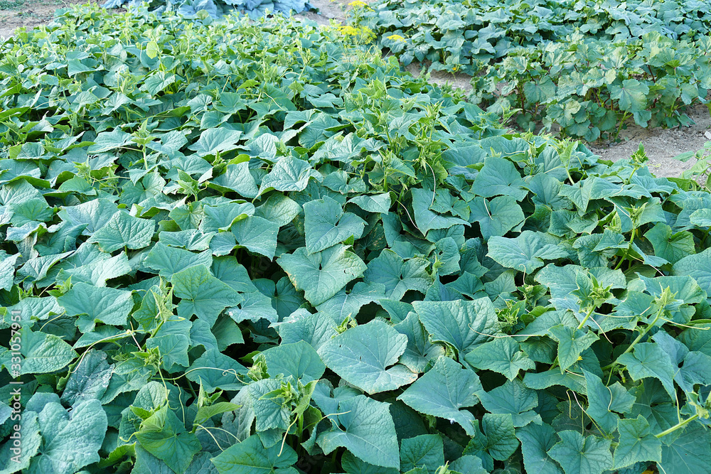natural and organic cucumber garden, cucumber plant cultivated on the ground, natural and organic cucumber garden, cucumber plant cultivated on the ground,