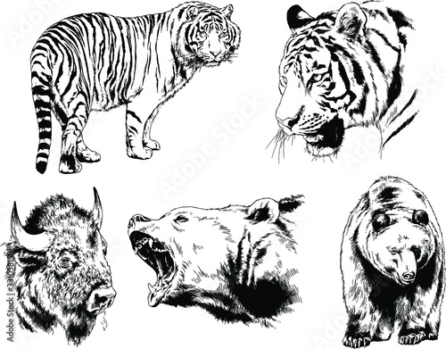 set of vector drawings of various animals  predators and herbivores  hand-drawn sketches  tattoos
