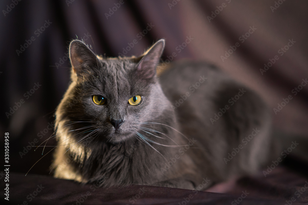 the Russian blue nebelung cat portrait