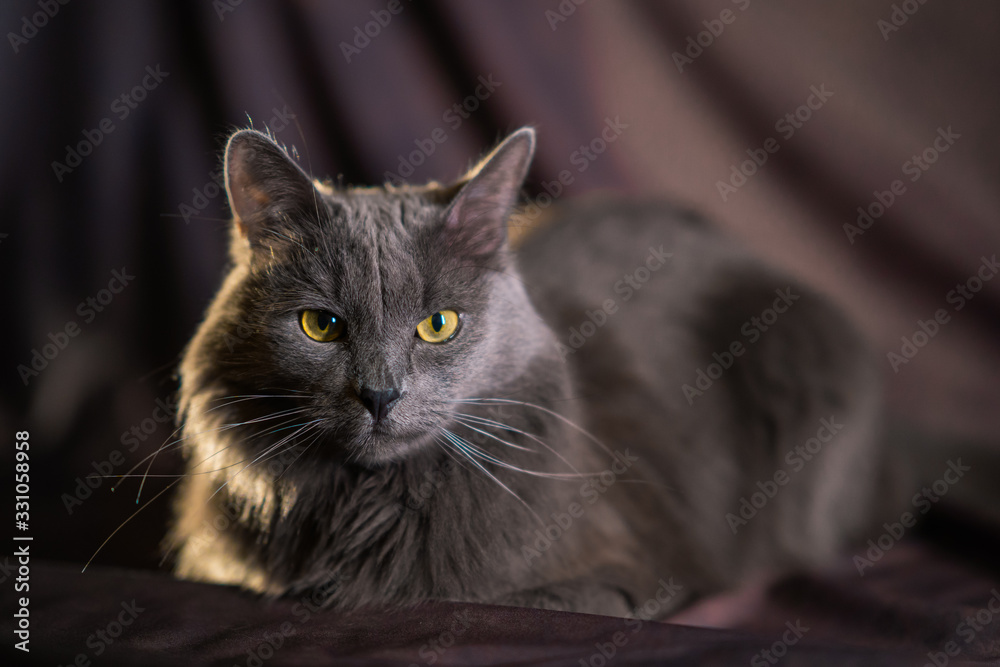 the Russian blue nebelung cat portrait the Russian blue nebelung cat portrait