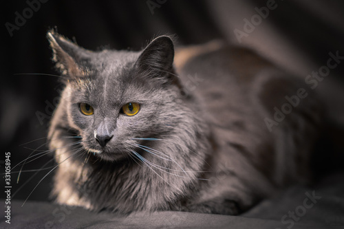 the Russian blue nebelung cat portrait