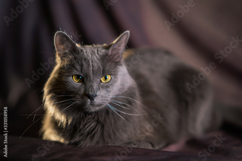 the Russian blue nebelung cat portrait © Екатерина Малова