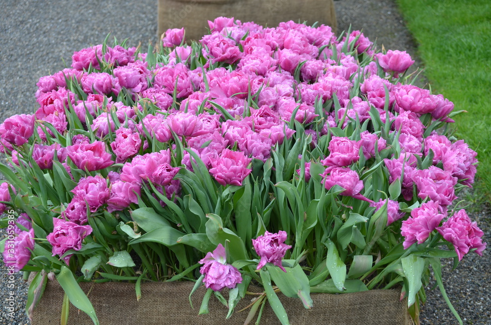 Side view of many vivid pink tulips in a large garden pot in a rainy spring day, beautiful outdoor floral background photographed with soft focus
