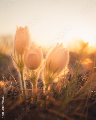 Flowerpower Sunrise