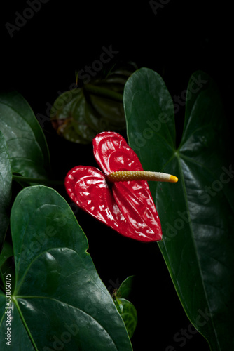 Close up of Peace lily flower