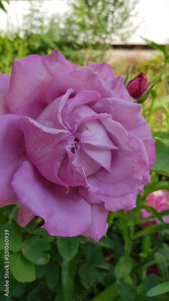 Pink rose in the garden. Light purple rose with circle swirl middle of flower closeup on green blurred background. Blooming pink purple rose bush in garden. Floral texture of luxuriant curly petals.