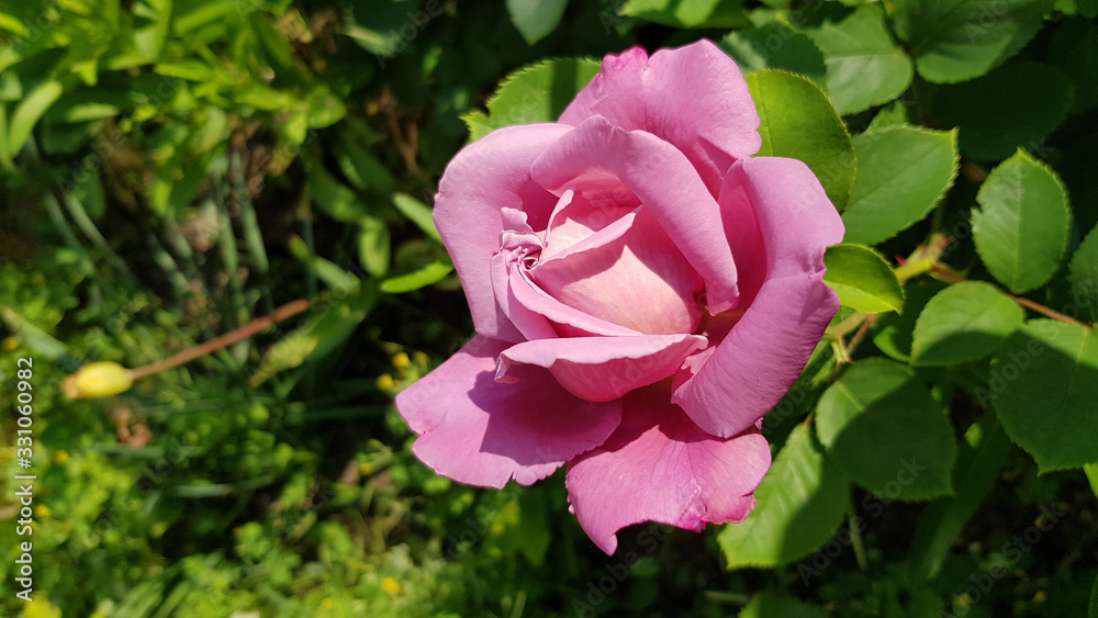 Pink rose in the garden. Light purple rose flower closeup among lush foliage of floral garden. Delicate pink petals of perfect shape rose on blooming bush in bright sunlight. Pink rose in the garden. Light purple rose flower closeup among lush foliage of floral garden. Delicate pink petals of perfect shape rose on blooming bush in bright sunlight.
