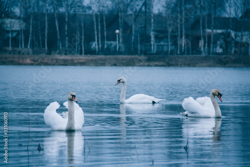 beautiful wild swan in a city lake
