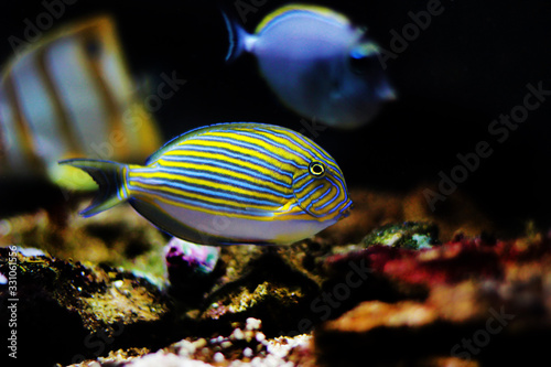 Blue banded surgeonfish - Acanthurus lineatus photo