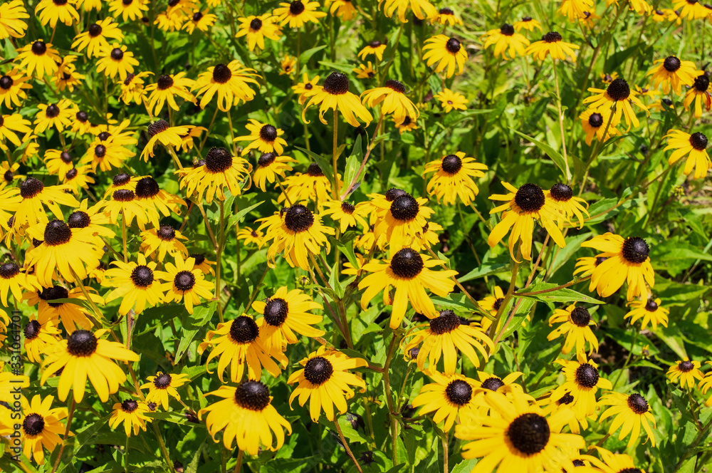 Yellow Flowers in the field Yellow Flowers in the field