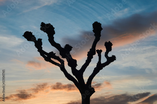 Silhouette of a leafless tree in winter with red clouds behind in a beautiful sunset Tranquility in the landscape