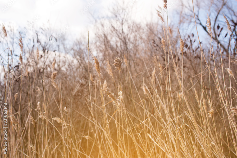 Obraz premium Beautiful winds view with the rays of the sun by the lake. Reeds, water, house