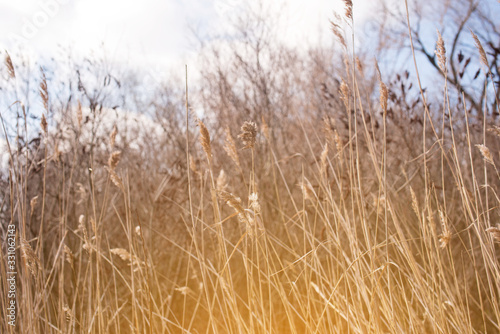 Beautiful winds view with the rays of the sun by the lake. Reeds  water  house