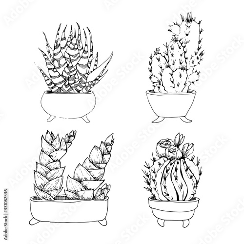 Succulents, aloe and cactus.  Hand-drawn linear plants on a white background, sketch vector illustration
