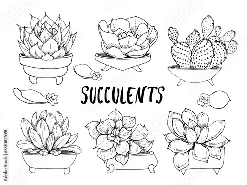 Succulents, aloe and cactus. Hand-drawn linear plants on a white background, sketch vector illustration