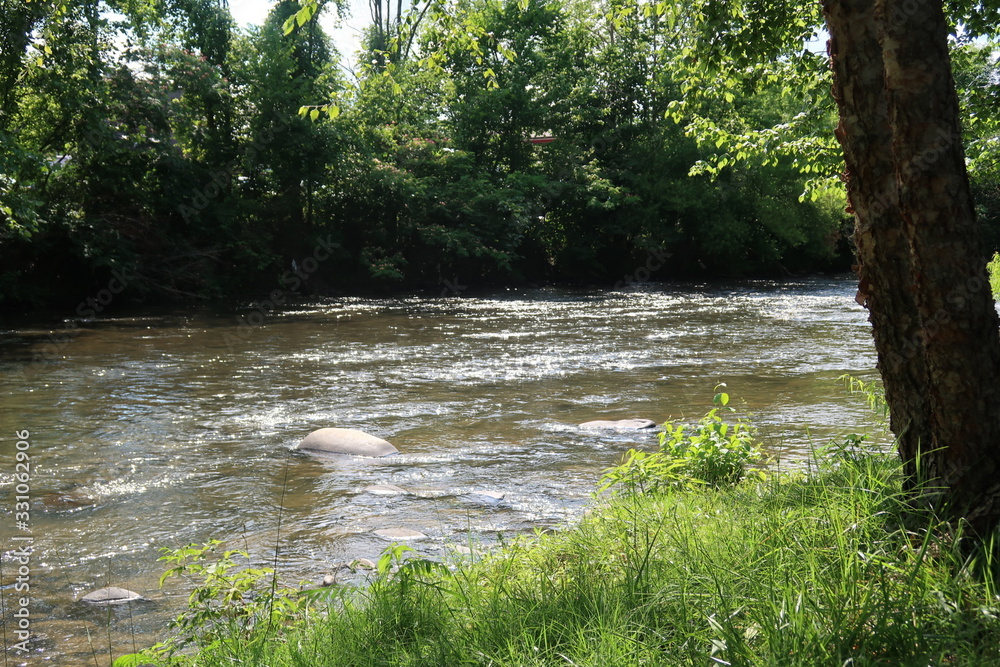 river in forest