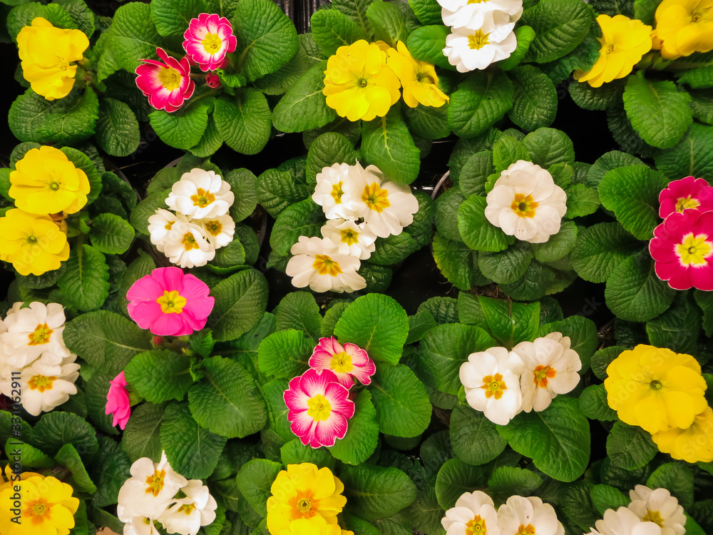 Fototapeta premium Multi-colored spring primrose flowers grown in flower pots.