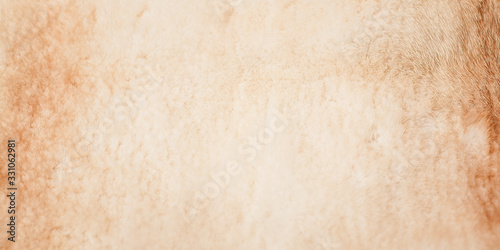 Web banner. Natural light mink fur. Texture. Selective focus