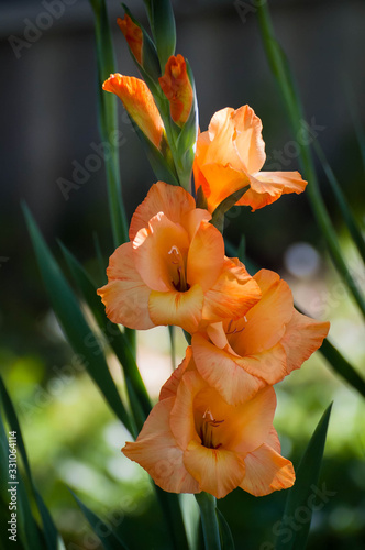 Fotografie Orange gladiolus close-up
