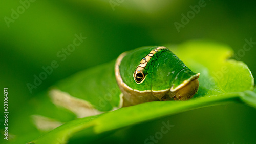 Grüne Raupe tropische Schmetterling, Exotisches lustiges Tier, Regenwald