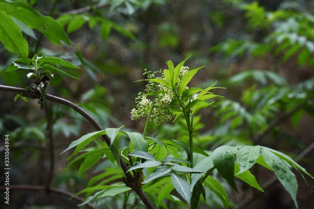Obraz premium Sambucus sieboldiana is a deciduous shrub that blooms many small yellow-white flowers in spring. Young leaves are edible and flowers and leaves are medicinal.