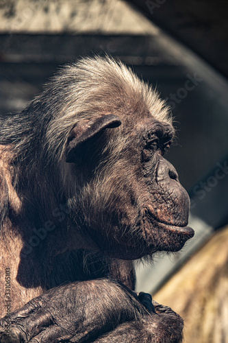 side portrait of a black female gorilla head in the low sun	 photo