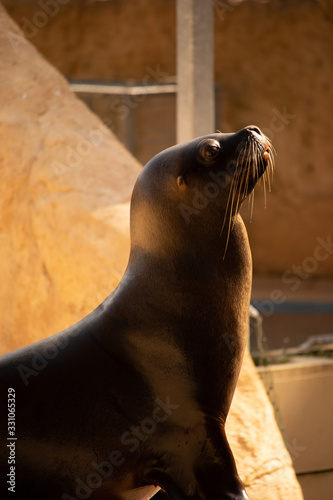 side portrait of a seadog seal standing on it`s fin 