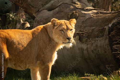 female lion standing on the grass, looking around at sunset photo