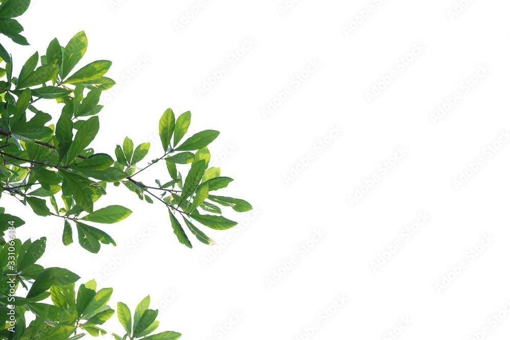 Tropical tree leaves with branches and sun light on white isolated background for green foliage backdrop Tropical tree leaves with branches and sun light on white isolated background for green foliage backdrop