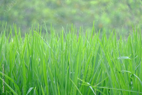 Young tropical rice plant with green leaves growing in a field with sun light and nature background