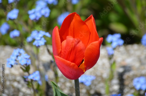 Close up of one delicate vivid red tulip and small blurred blue forget me not flowers in full bloom in a sunny spring garden  beautiful outdoor floral background