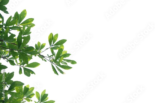 Tropical tree leaves with branches and sun light on white isolated background for green foliage backdrop 