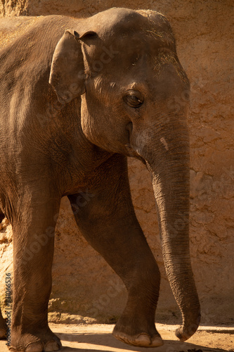 Portrait of an elefant infront of a brown rocky wall	 photo