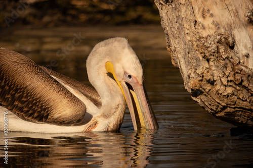 Pelican sitting on the water and diving it`s beak into the lake at sunset	 photo