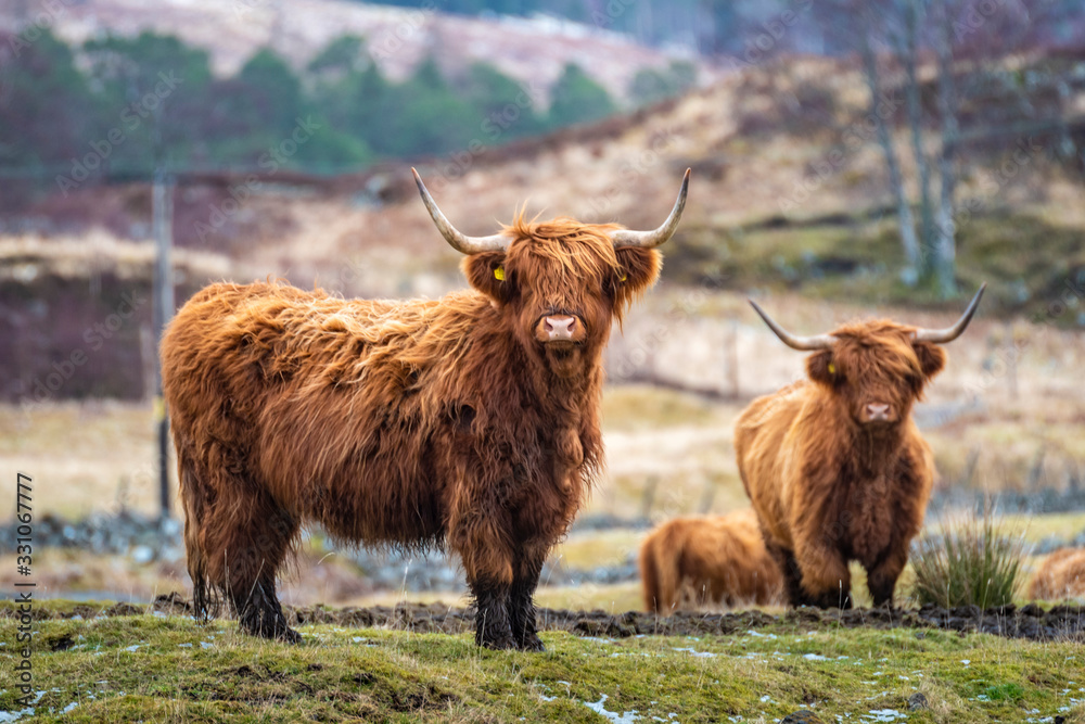 Scottish shaggy cow in a pasture, Highlands, Scotland